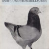 Formentauben Riesen- Sport- und Trommeltauben