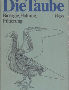 Die Taube
