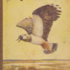 Vögel der freien Fluren   DDR-Kinderbuch