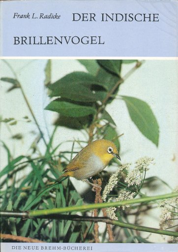 Der indische Brillenvogel