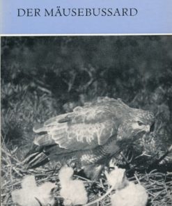 Der Mäusebussard