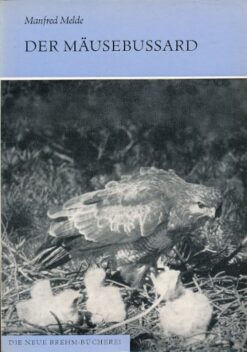 Der Mäusebussard