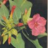 shop.ddrbuch.de DDR-Lehrbuch; farbig gestaltet sowie mit Farbfotografien; Inhalt: Von Pflanzen und Tieren