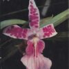 Orchideen