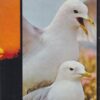 Das Vogeljahr an der Küste