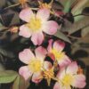 Natur und Farbe 1989 Monatskalender DDR