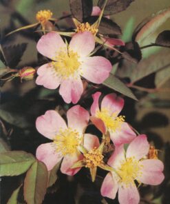 Natur und Farbe 1989 Monatskalender DDR