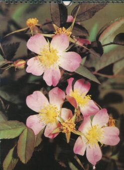 Natur und Farbe 1989 Monatskalender DDR